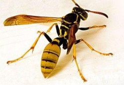 胡蜂会吃树瓜吗有毒吗视频,树瓜是否成为其餐桌上的毒物？