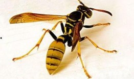 胡蜂会吃树瓜吗有毒吗视频,树瓜是否成为其餐桌上的毒物？