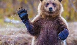 吃瓜小熊环游世界视频,畅游世界各大奇景