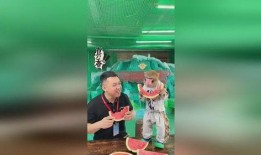 麦兜吃瓜的视频,萌宠美食之旅