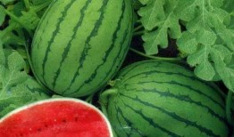 无敌小浓瓜吃西瓜视频,趣味横生！