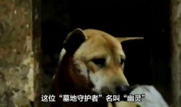 狗去瓜地偷瓜吃视频,瓜地里的欢乐时光