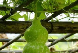 一口吃葫芦瓜视频下载,葫芦瓜视频下载攻略揭秘