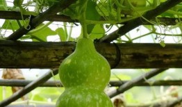 一口吃葫芦瓜视频下载,葫芦瓜视频下载攻略揭秘