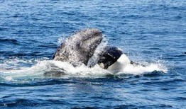大明子吃瓜鲸鱼视频,惊险刺激的美食冒险