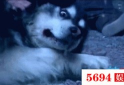 狗去瓜地偷瓜吃视频,瓜地里的欢乐时光