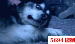 狗去瓜地偷瓜吃视频,瓜地里的欢乐时光