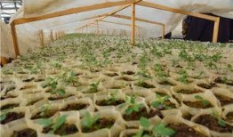 考察苗圃吃瓜视频,揭秘娱乐圈幕后趣闻