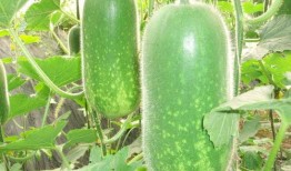 大妈吃瓜素菜视频大全集,美食视频大全集