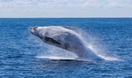 大明子吃瓜鲸鱼视频,惊险刺激的美食冒险