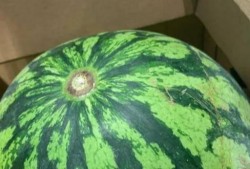 吃瓜质疑真假视频,揭秘吃瓜群众质疑真假视频的真相追踪