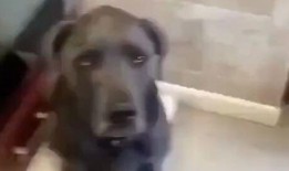 狗去瓜地偷瓜吃视频,瓜地里的欢乐时光