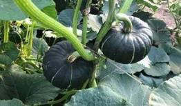 爱可可 吃瓜视频,带你领略娱乐圈幕后风云