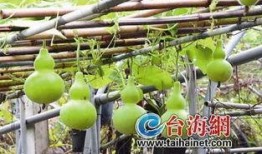 一口吃葫芦瓜视频下载,葫芦瓜视频下载攻略揭秘