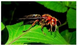 胡蜂会吃树瓜吗有毒吗视频,树瓜是否成为其餐桌上的毒物？