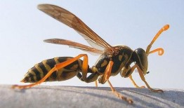 胡蜂会吃树瓜吗有毒吗视频,树瓜是否成为其餐桌上的毒物？