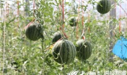 河北涿鹿吃瓜事件视频播放,网络视频引发的热议与反思