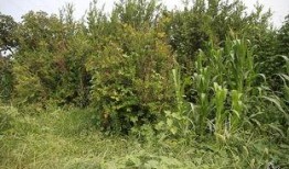 考察苗圃吃瓜视频,揭秘娱乐圈幕后趣闻