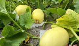 吃脆瓜的配音视频大全,趣味横生的声音之旅